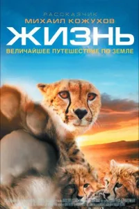 Постер Жизнь